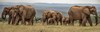 08 Elephant Herd